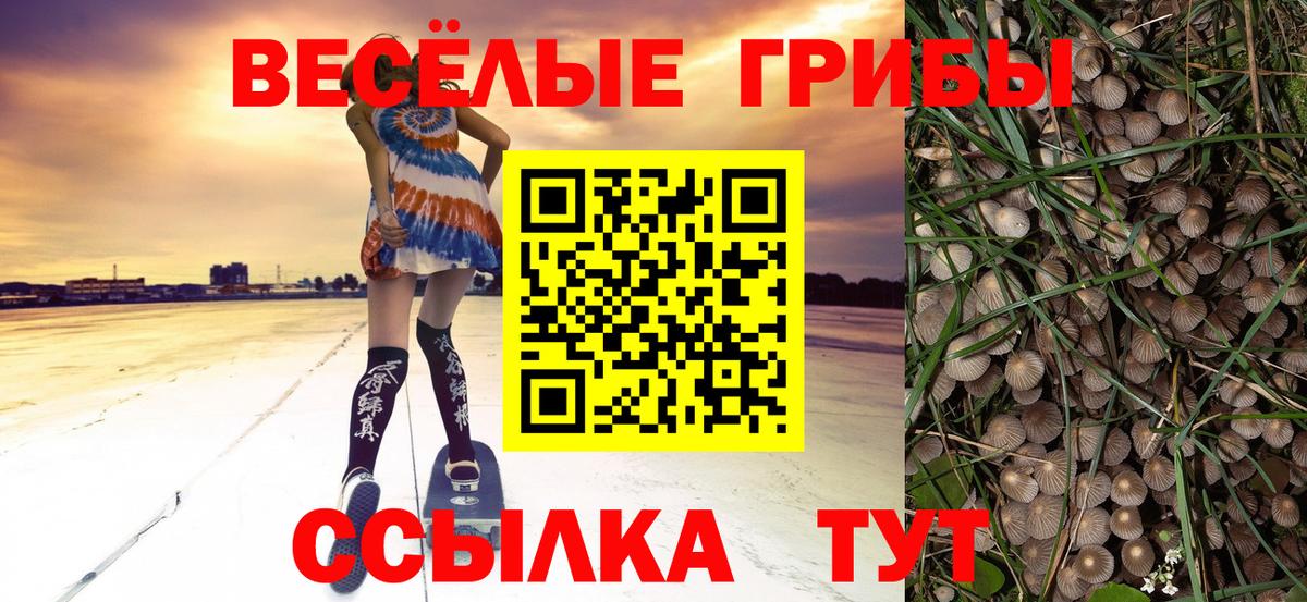 Галлюциногенные грибы Psilocybine cubensis Аксай
